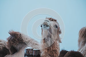 Group of camels eats against winter background
