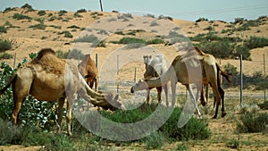A group of camels grazing in the desert in the United Arab Emirates.