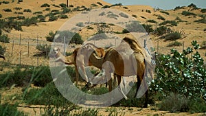 A group of camels grazing in the desert in the United Arab Emirates.