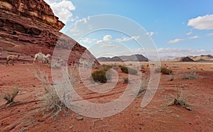 Group of camels grazing on small shrubs in orange red sand of Wadi Rum desert, tall rocky mountains background