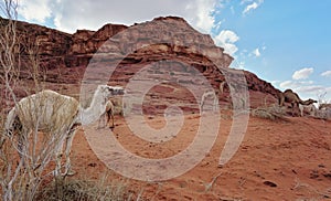 Group of camels grazing on small shrubs in orange red sand of Wadi Rum desert, tall rocky mountains background