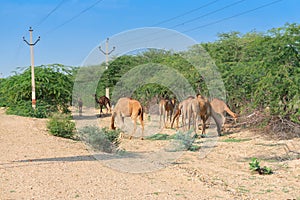 A group of Camels, grazing under sunny morning at Thar desert, Rajasthan, India