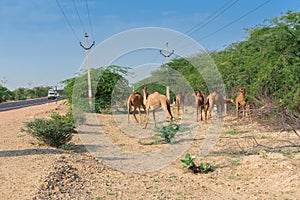 A group of Camels grazing under sunny morning at Thar desert, Rajasthan, India