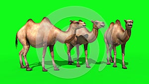 Group of Camels Idle Green Screen 3D Renderings Animations