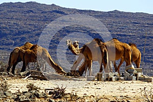 Group of camels in the omani desert