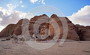 Group of camels on orange sandy Wadi Rum desert, mountains background