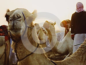 Group of camels before the race photo