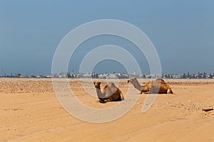 Group of camels are resting on the beach on the Atlantic ocean coast near Essaouira town