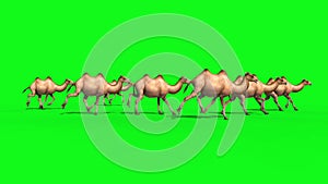 Group of Camels Runcycle Green Screen 3D Renderings Animations Loop