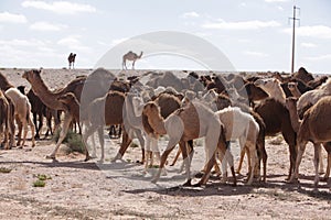 group of Camels in Sahara Desert, in layoun morocco, Herd of camels.