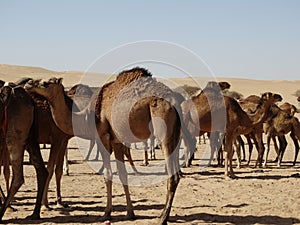 A group of camels in the Saudi Arabian desert