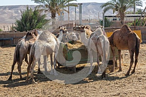 Group of camels take a lunch break on a hot day at the farm