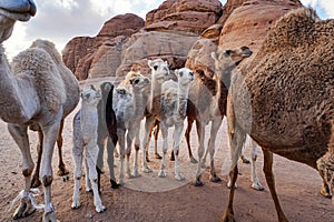 Group of camels with their small calves walking in Wadi Rum desert, closeup wide angle detail