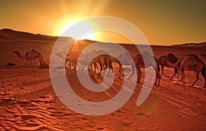Group of camels view in Liwa Desert , Abu Dhabi