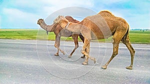 A group of camels walking on a highway, road