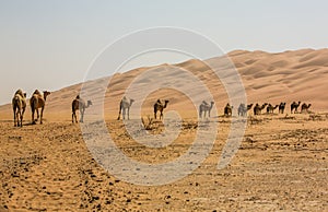 Group Of Camels walking in  liwa desert