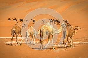 Group Of Camels walking in  liwa desert