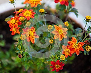 Group of Campfire Flame Bidens in a flower pot on the patio