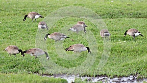 A Group of Canada Geese