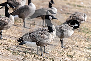 Group of Canada Geese