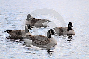 A group of Canada Geese