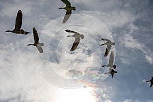 Group of canada geese blue sky background