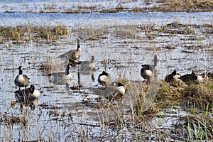 Group of Canada Geese (Branta canadensis) along lakeshore at Tiny Marsh