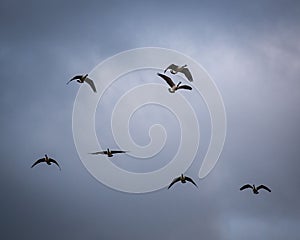 Group of Canada geese (Branta canadensis) flying in a cloudy sky