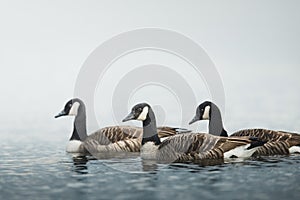 Group of Canada geese (Branta canadensis) gracefully gliding through a serene lake