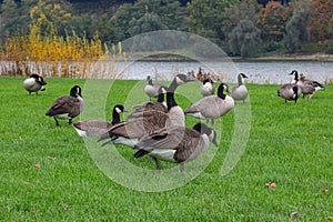 Group of Canada geese (Branta canadensis) on a grassland beside the river Rhine