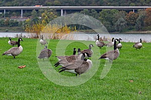 A group of  canada geese (branta canadensis) on a grassland beside the river Rhine