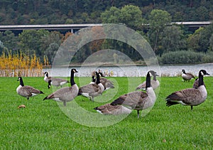 A group of  canada geese (branta canadensis) on a grassland beside the river Rhine