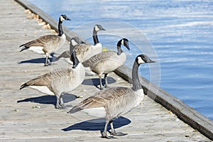 Group of Canada geese (Branta Canadensis) in Lake Ontario, Toronto, Canada