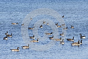 Group of Canada geese (Branta Canadensis) in Lake Ontario, Toronto, Canada