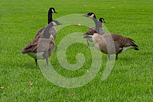 Group of Canada geese (Branta canadensis) on a meadow