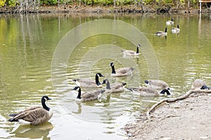 Group of Canada geese (Branta canadensis) in a pond