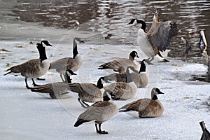 Group of Canada geese (Branta canadensis) resting on frozen lake