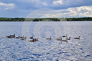 Group of Canada geese (Branta canadensis) swimming