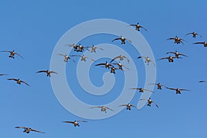 Group of Canada Geese descending towards a pond