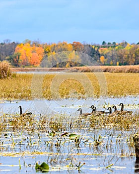 Group of Canada Geese in a fall wetland