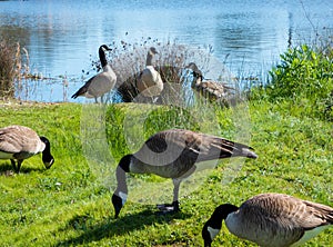 Group of Canada Geese feeding by river