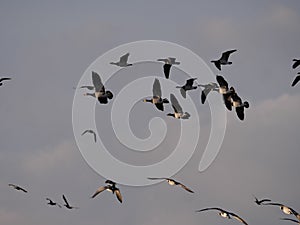 A group of Canada Geese flies near Zingst