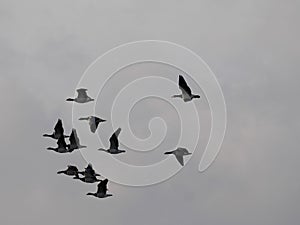 A group of Canada Geese flies in the sky during bird flight