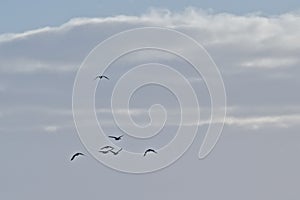 group of canada geese in flight on a blue sky with grey clouds