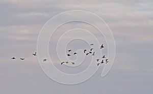 group of canada geese in flight on a blue sky with soft grey clouds