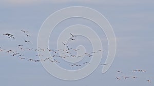 group of canada geese in flight on a blue sky with soft grey clouds