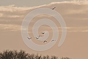 group of canada geese in flight on am orange cloudy evening sky