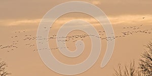 group of canada geese in flight on am orange cloudy evening sky