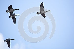 Group of Canada geese in flight in South Windsor, Connecticut