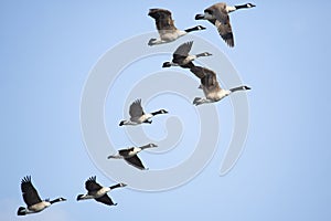 Group of Canada geese in flight in South Windsor, Connecticut